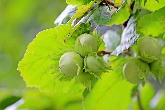 noisettes