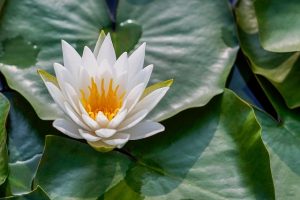 meditation du lotus